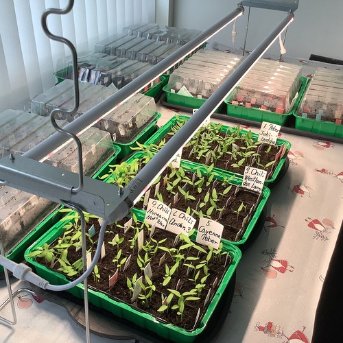 LEDlife Pro-Grow 2.0 Växt set - 2 x 120cm, 36W LED, fullt spektrum (Vitt ljus), IP65